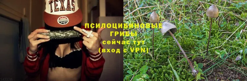 Псилоцибиновые грибы Psilocybe  Ковдор 